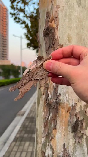 22K views · 224 reactions | This short video shows the step-by-step creation of a beautiful 3D nature artwork featuring a whimsical house. The artist uses dried autumn leaves, tree bark, and small dried flowers to construct the scene on paper, finishing it with watercolors and framing it as a shadow box. | hand made crafts for kids | Facebook