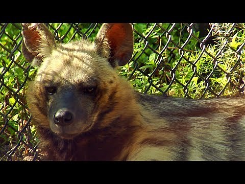 Striped Hyenas at the Naples Zoo