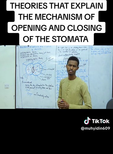 Mechanism of Opening and Closing of Stomata: Theories Explained