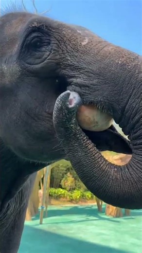 #elephant eating pumpkin dragon dream video short 2026