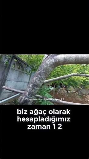 Emergency Serum for Your Tree! | Boost Fruit Production with Potassium Sulfate #farming #organicf...