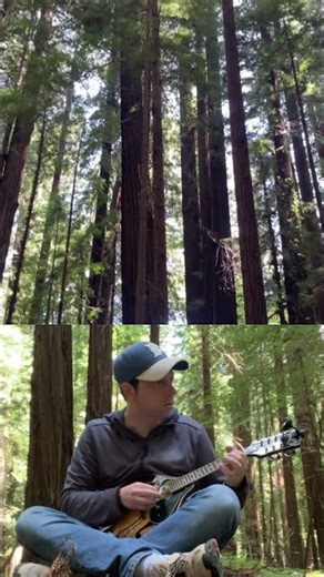 mandolin in a gigantic redwood forest
