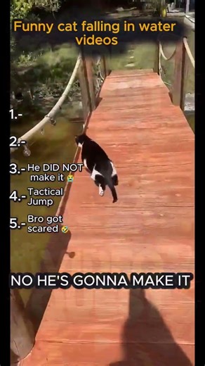 Top 5 Cat Water Fails