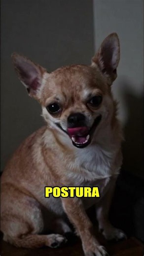 Shyness or stress? Signs of anxiety in Chihuahuas