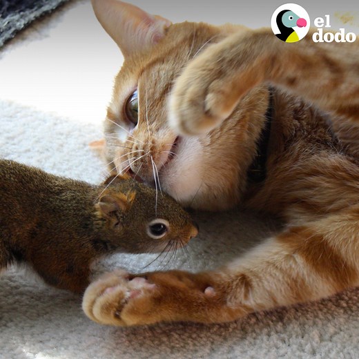 Cuando esta pareja encontró una ardilla bebé herida, la acogieron y le presentaron a su gato, y fue el comienzo de la amistad más divertida y mágica. | El Dodo