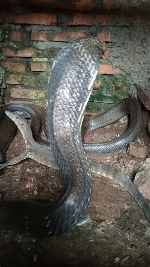when the king cobra snake saw the monitor lizard #cobra #lizard