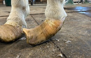 These hooves were HARD and DRY. This was an incredibly hard job to finish. Enjoy! | Idaho Horseshoeing School