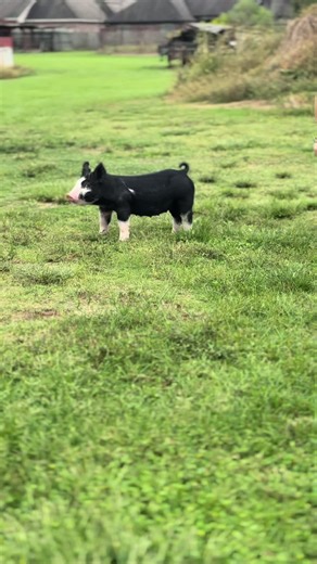 If Lorelei has it her way… there will ALWAYS be a Berkshire (or two) in our barn 🐷🖤 Fiona as a baby ➡️ Fiona in that LSU ring. What a ride. So thankful for Uncle Nick being such a big part of her journey 🤍 What’s the one breed you always gravitate toward — and why? 👀👇🏻