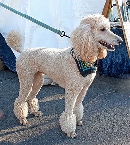 Poodle Stud Dogs | Browse in the UK | Dream Dogs