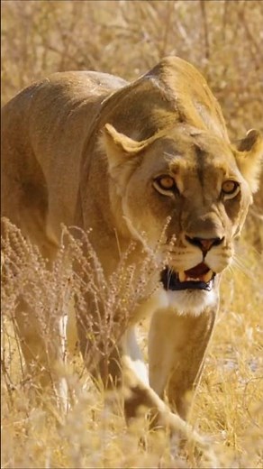 Wild Lioness Roaring Sounds (Etosha National Park)