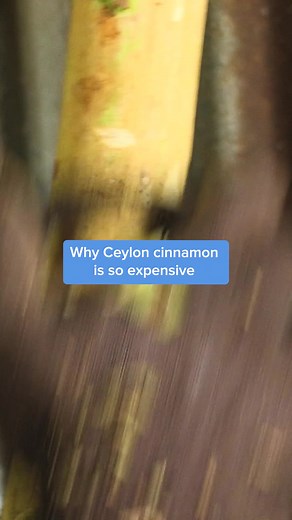 3.5M views · 65K reactions | Produced in Sri Lanka, Ceylon cinnamon is the most expensive and rarest spice that many countries across the world has tried to imitate. cinnamon #Ceyloncinnamon #cinnamon #food #spices #insider | Business Insider | Facebook