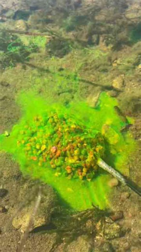 This method feeder setup drives carp wild