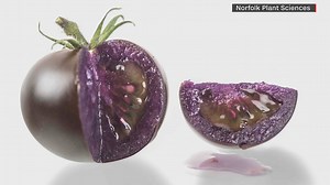 USDA approves genetically modified purple tomatoes
