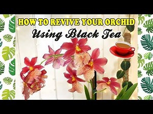 BRING YOUR DEHYDRATED ORCHID BACK TO LIFE USING BLACK TEA! ☕️🌱💚