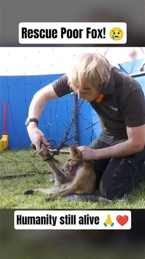 Baby fox crying for help 😢💔 | Man rescue fox stuck in net #rescue #fox #wildlife #trending #shorts