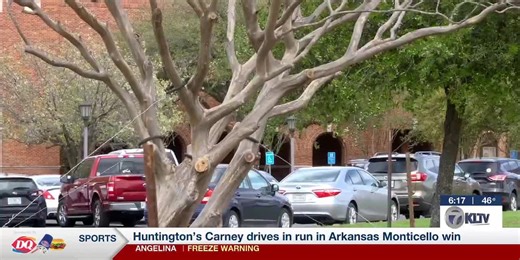 Crape myrtles recovering, beginning to bud after TJC move from Tyler Square