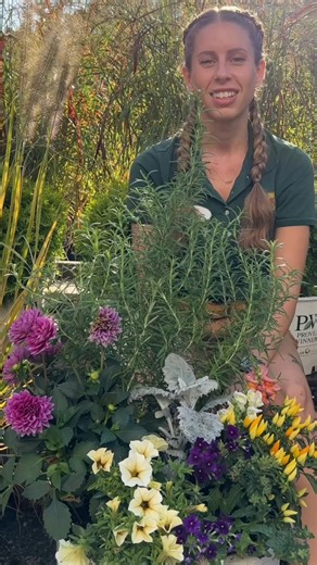 Fall Container Transition 🍁 Summer’s winding down, and it’s time to welcome autumn with open arms! Let’s invite a dash of pumpkin spice and everything nice into our outdoor spaces. These stunning blooms are up for the challenge, thriving in the lingering summer warmth and braving the cooler fall breezes. Here’s what’s gracing our container this season: 🌿 Rosemary: An evergreen herb that’s a year-round companion! 🌸 Dahlias: Early fall’s perfect bloom in a kaleidoscope of shades. 🌱 Dusty Mille