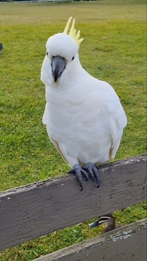 Sulphur-crested Cockatoo 🦜 Sulphur-crested cockatoos in many Australian parks in Sydney, such as Centennial Parklands, the Royal Botanic Garden, & in parks throughout the city. These large white birds with a yellow crest are very common in urban & suburban areas of Sydney & can be found in parks, woodlands, & even on city streets. Like, comment & share . #cockatoo #cockatoolife #birds #park #asmr #cockatooparrot #cockatoolove #satisfying #beautifulmoments #birdlife #birdworld #OK #naturelovers 