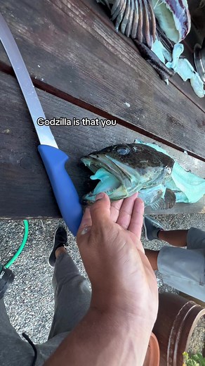 THE FISH IS BLUE!!! Should i still eat it?!? But like actually science people what makes it blue/green like this? #fyp #fup #fishing #fishingtok #fish #lingcod #bluefish #explore #explorepage