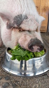 Paulie Walnuts and Rosie enjoying a delicious and nutritious dinner . Part of both their weigh loss journey involved healthy meals , lots of fresh air with exercise and lots and lots of snuggle time . | Arthur's Acres Animal Sanctuary