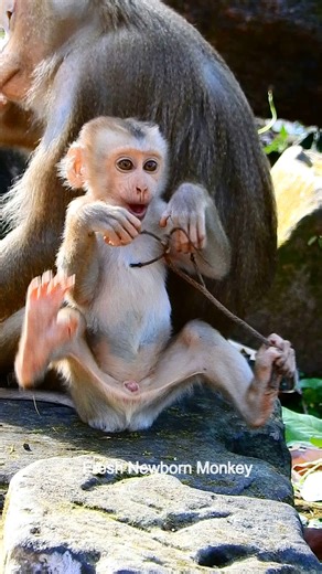 1.4K views · 31 reactions | Wow wow siting like boss | Fresh Newborn Monkey | Facebook