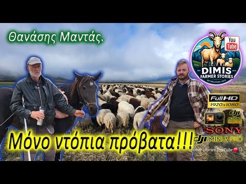 Τα ντόπια παραδοσιακά πρόβατα!