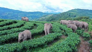 China's now-famous herd of wandering elephants is approaching their original habitat in the southwestern province of Yunnan after traveling southward for days. For more: https://news.cgtn.com/news/2021-08-08/China-s-wandering-elephants-approach-home-in-Yunnan-12yop1Qzebm/index.html | CGTN