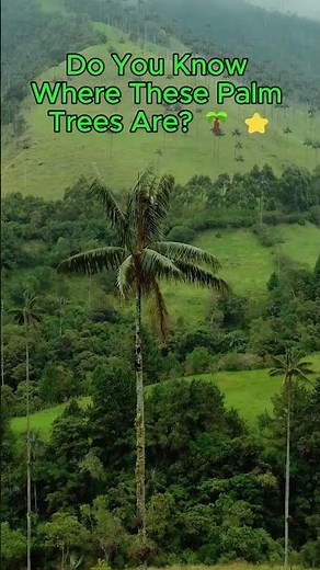 🌍🌴 HOME TO THE WORLD'S TALLEST PALM TREES