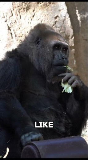 Gorillas Humming While Eating — Like Us! #shorts #animals #wildlife