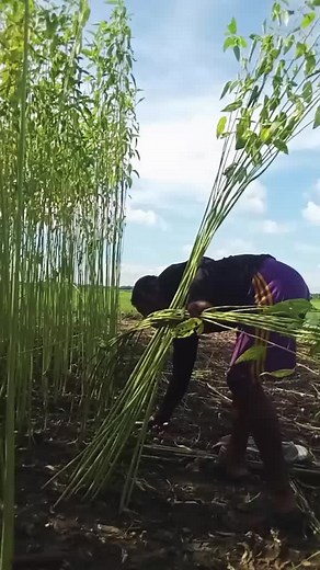 Harvesting Sugarcane in a Rural Field