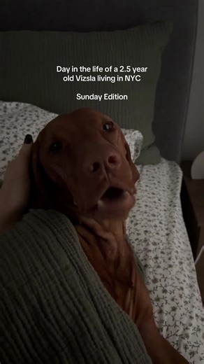 A Day in the Life of a Vizsla in NYC