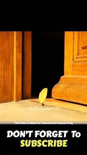 இத கடைசி வர பாருங்க! | Facts Tamizhachi_Facts Ulagam_Fact In Tamil_#shorts