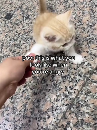 Relatable Cat Memes for Angry Moments