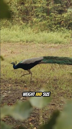 Peacock Facts That Will Blow Your Mind! 🦚✨