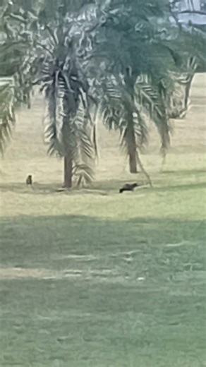 Colourful Birds Feeding | Beautiful Birds | Like Share Comment Subscribe