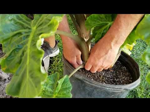 Trimming Alocasia