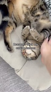 The ending🤣 #fyp #foryou #foryoupage #catsoftiktok | Kareem & Fifi