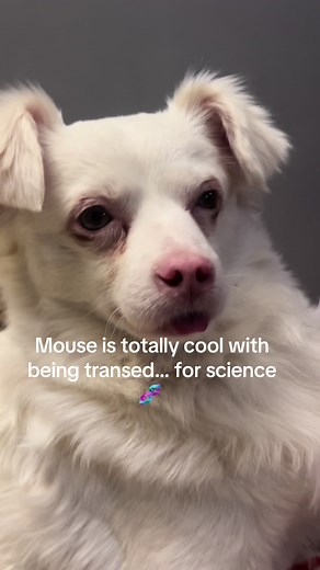 😂😂 #transthemice #mouse #mousetok #science