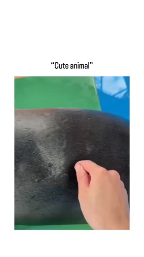 Directed By Robert B Weide Reels Hub on Instagram: "This post features a 13-second clip of a California sea lion in an aquarium letting out an emphatic bark while a handler scratches its back, humorously captioned “It needed to be said,” as if the animal is delivering a blunt opinion. Shared by a curator of quirky wildlife moments, the video quickly pulled in around 37,000 views and 169 likes, with replies jokingly “translating” the bark as scolding, complaining, or uncensored commentary. Sea li