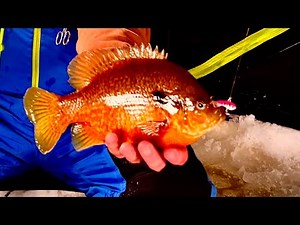 Ice Fishing Michigan! Bluegill Frenzy! February 2, 2025