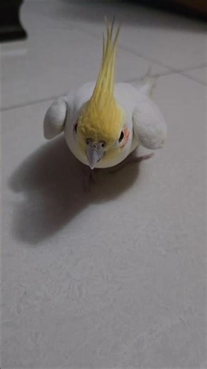 kukku walking like a mouse 🤣🤣 #cute #beautiful #viralshorts #cockatiel