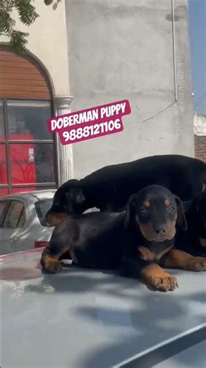 #doberman #puppy #petshop #punjab #jalandhar #trending