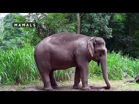 animals around us