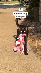 Your cat has been saying ‘thank you’ all along — you just didn’t know how to listen 🐾💛 Here are 4 adorable ways cats show love and trust. | KittySpout