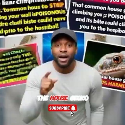 STOP BELIEVING THE LIE! Is The Common House Gecko POISONOUS? (Warning: This Is FALSE!) #shorts