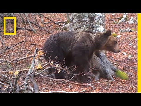 A Camera Filmed a Tree for a Year—Here's What It Saw | National Geographic