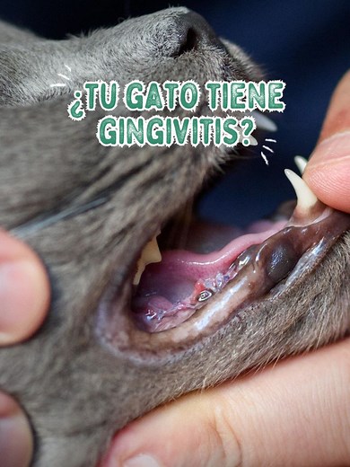 ¿Cómo tratar la gingivitis en gatos? Consejos de la Clínica Veterinaria Pancho Cavero