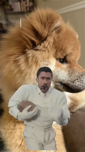 Still trying to teach Toast to explore less with his mouth 😅 saw this fun trend and had to include Toast in it. We love some Bad Bunny 🧡 #PuppyTraining #ShibaInu #DogTraining #DogDad #DogLover