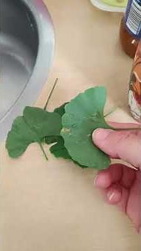 Ginkgo Biloba você conhece árvore e seus benefícios?