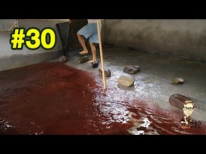 #30 Water in the frog pool is red? What is this guy doing? Aquaculture disinfection is important!